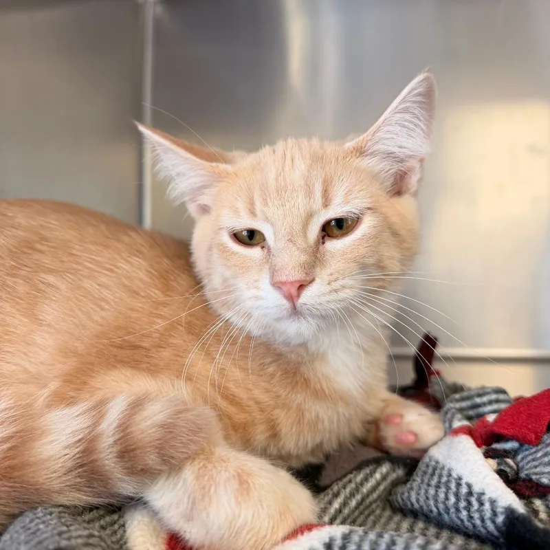 A young small-sized male Buff / Tan / Fawn Domestic Short Hair cat named Salsa for adoption in Chippewa Falls, WI