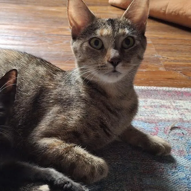 A young medium-sized female Torbie Domestic Short Hair cat named Carmen for adoption in South Elgin, IL