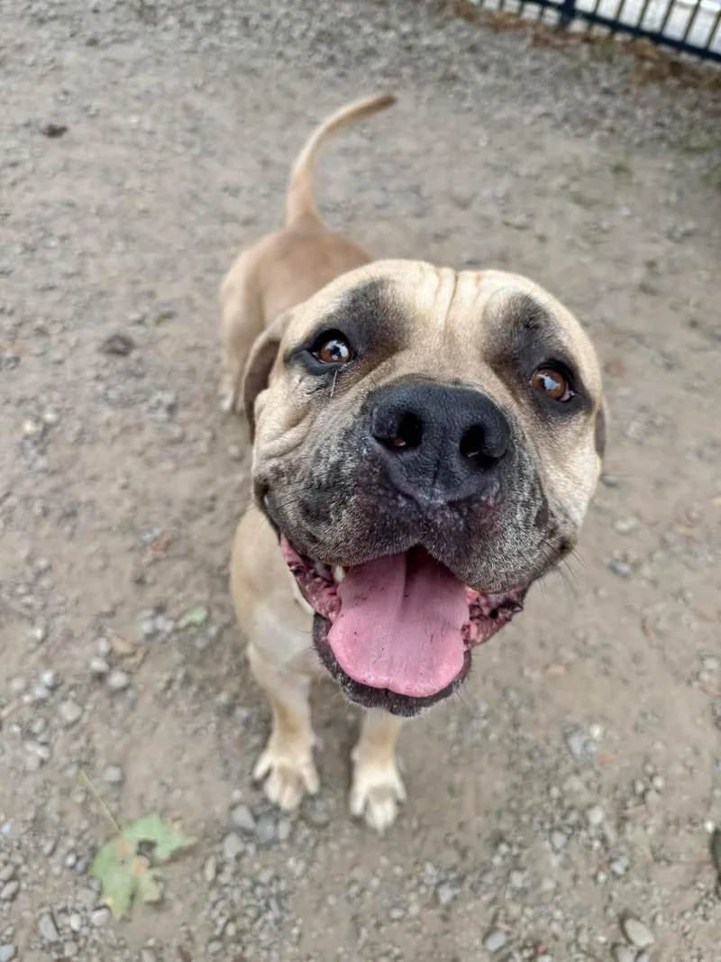 An adult extra large-sized male Yellow / Tan / Blond / Fawn Boerboel dog named Tank for adoption in Buffalo, NY