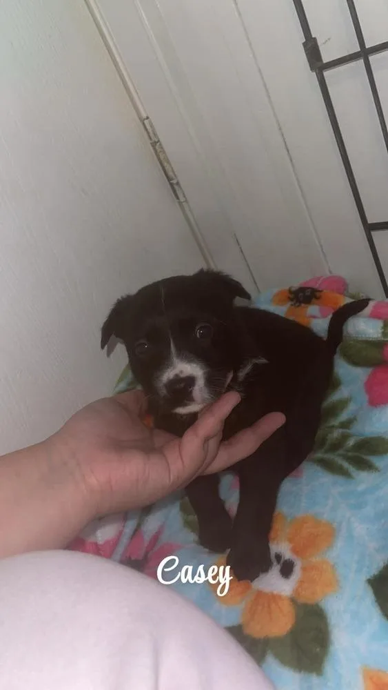 A baby medium-sized male Tricolor (Brown, Black, & White) Australian Cattle Dog / Blue Heeler named Casey for adoption in Albuquerque, NM