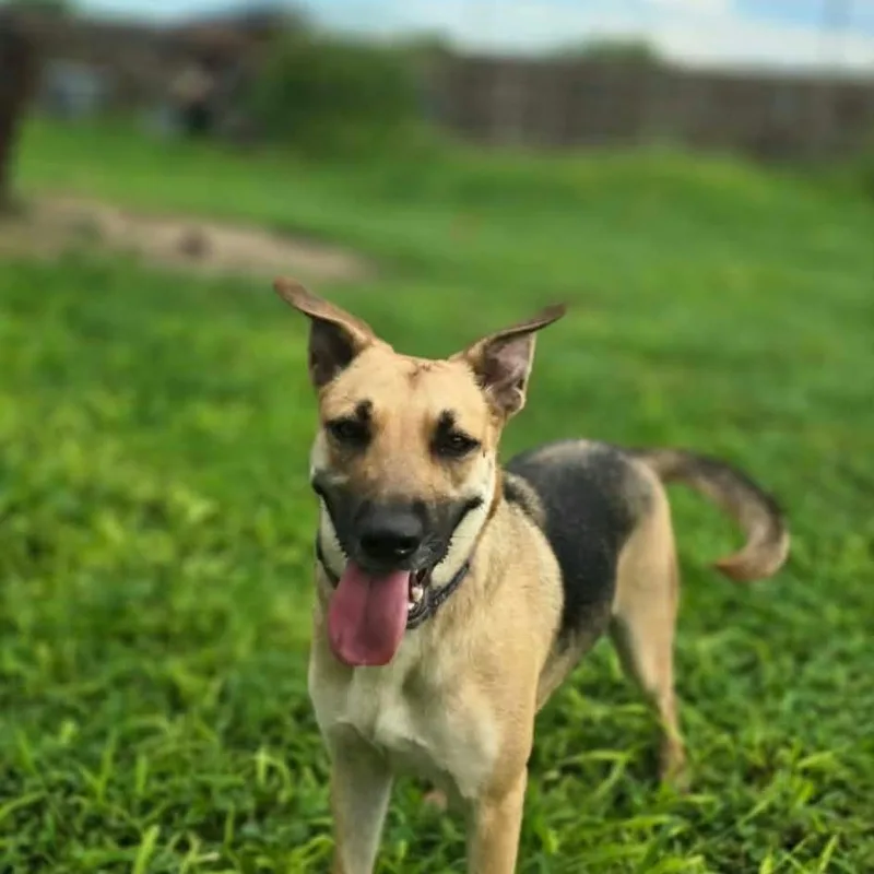 An adult medium-sized female German Shepherd Dog dog named Bonnie for adoption in Brownsville, TX