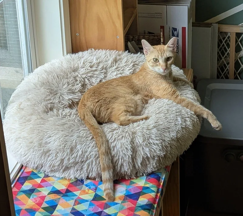 An adult medium-sized female Orange & White Domestic Short Hair cat named Dana for adoption in Flint, TX