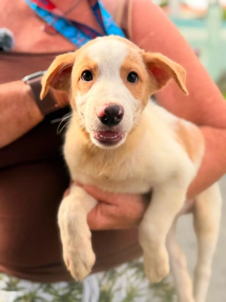 A baby small-sized male Bicolor Hound dog named Bandit for adoption in Pleasant Valley, NY