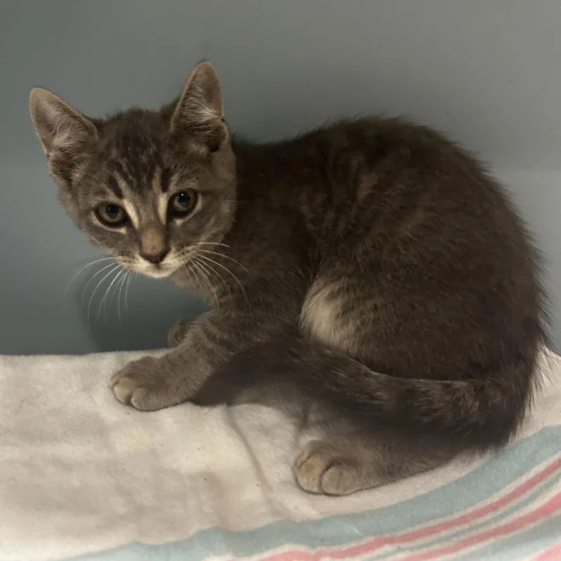 A baby small-sized male Gray / Blue / Silver Domestic Short Hair cat named Cygnus for adoption in Chattanooga, TN