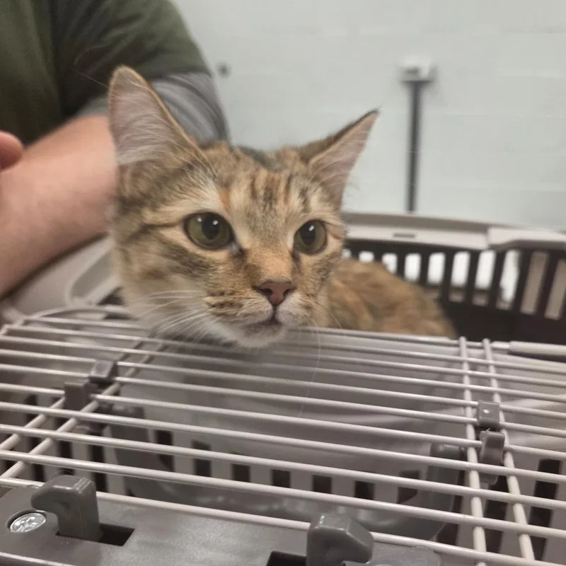 A young small-sized female Brown / Chocolate Domestic Medium Hair cat named Nala for adoption in Chattanooga, TN