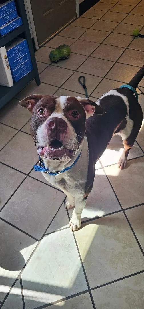 A young large-sized male Pit Bull Terrier dog named Jojo for adoption in Du Quoin, IL