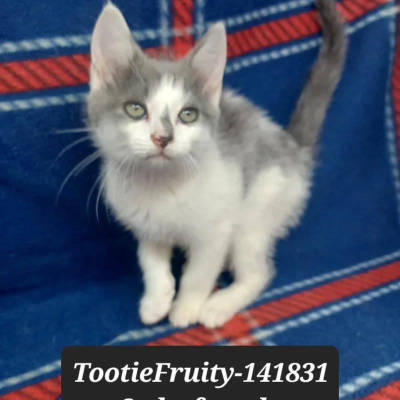 A baby small-sized female Domestic Short Hair cat named Tootie Fruity for adoption in New Tazewell, TN