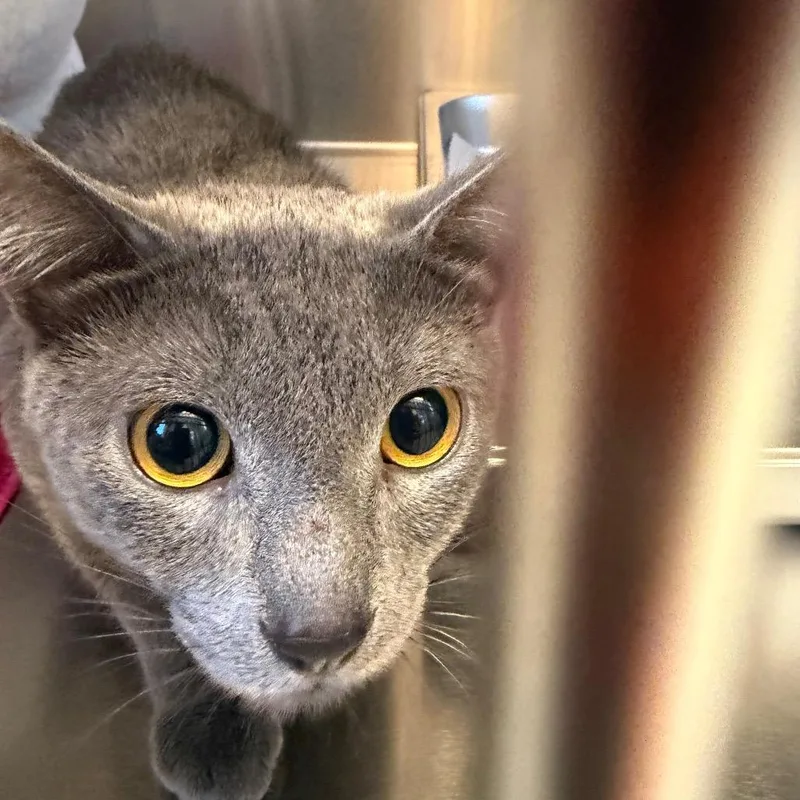 An adult medium-sized female Gray / Blue / Silver Domestic Short Hair cat named Tuscany for adoption in Scituate, MA