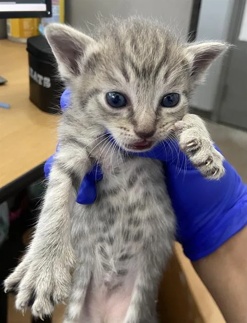 A baby medium-sized female Domestic Short Hair cat named Guinevere for adoption in Dallas, TX
