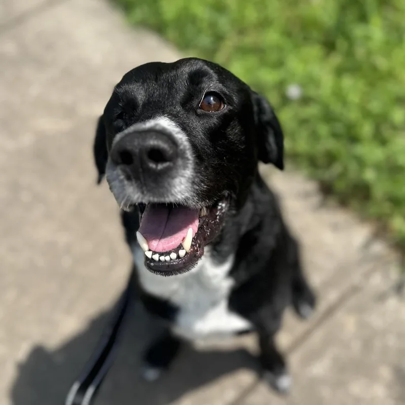 An adult medium-sized male Black Labrador Retriever dog named Ringo for adoption in Shawnee, KS