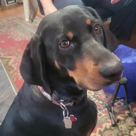 An adult large-sized male Black and Tan Coonhound dog named Winnie & Koleman for adoption in Leawood, KS
