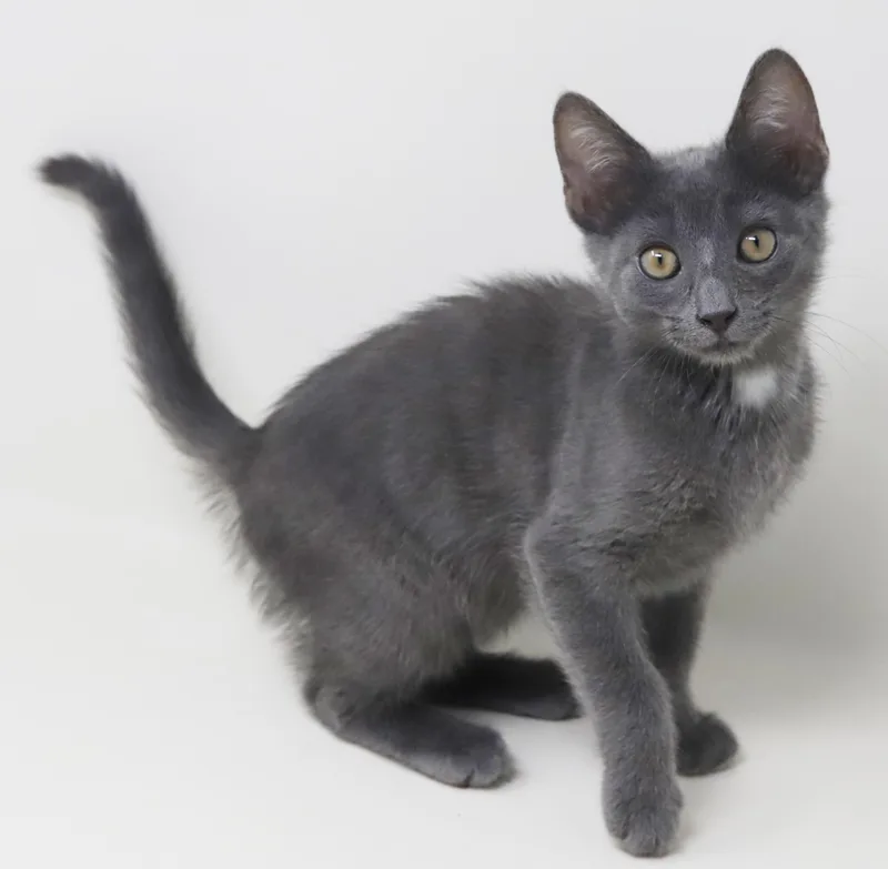 A baby small-sized male Gray / Blue / Silver Russian Blue cat named Hugh is our handsome for adoption in Bedford Hills, NY