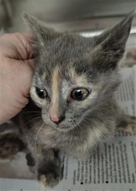 A baby medium-sized female Domestic Short Hair cat named Sharon for adoption in Dallas, TX