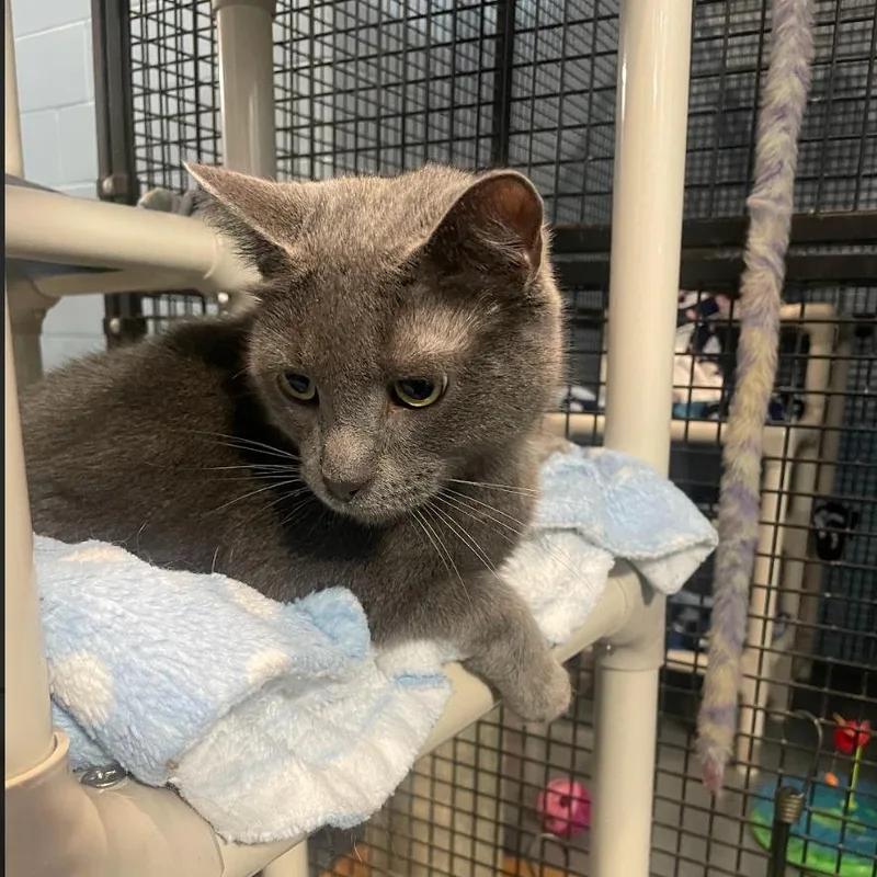 An adult medium-sized male Domestic Short Hair cat named Frosty for adoption in South Bend, IN