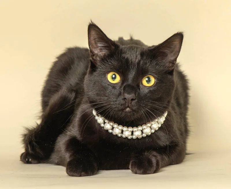 A young medium-sized female Black Domestic Short Hair cat named Hermione Granger for adoption in Wyandotte, MI