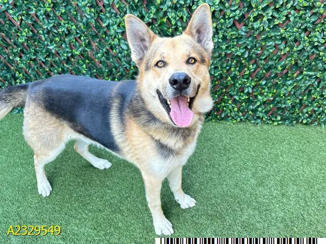 A young large-sized male Mixed Breed dog named Browny for adoption in West Palm Beach, FL