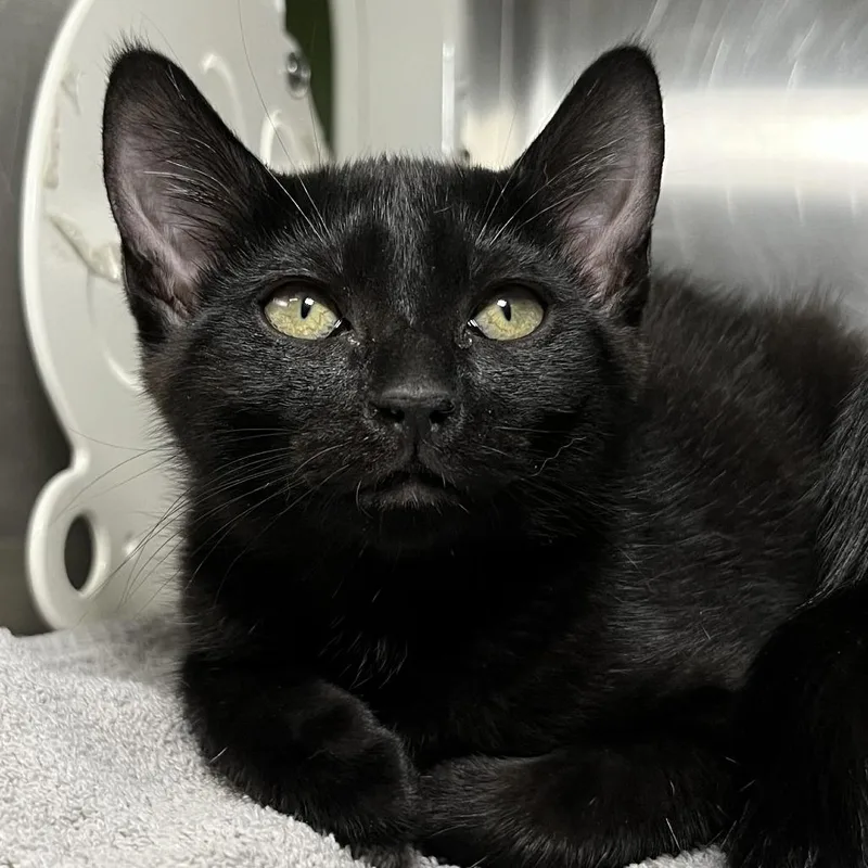A baby small-sized female Black Domestic Short Hair cat named Brittany for adoption in Palm Springs, CA