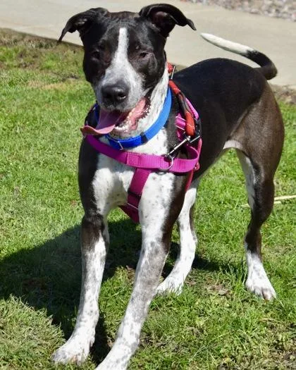 Scarlett thumbnail 3