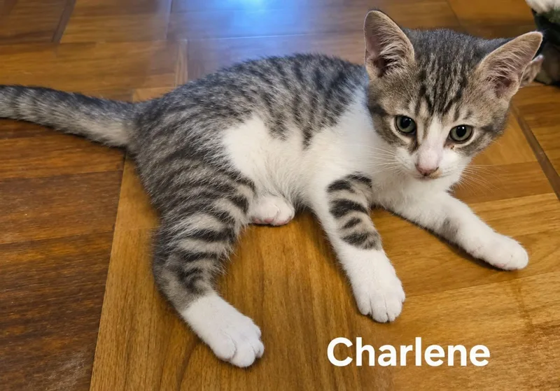 A baby medium-sized female Tabby (Tiger Striped) Domestic Short Hair cat named Charlene for adoption in Chicopee, MA