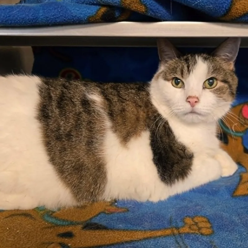 A senior large-sized male White Domestic Short Hair cat named Baby for adoption in Watertown, WI