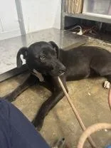 A young medium-sized female Black Mixed Breed dog named Historia for adoption in Georgetown, SC