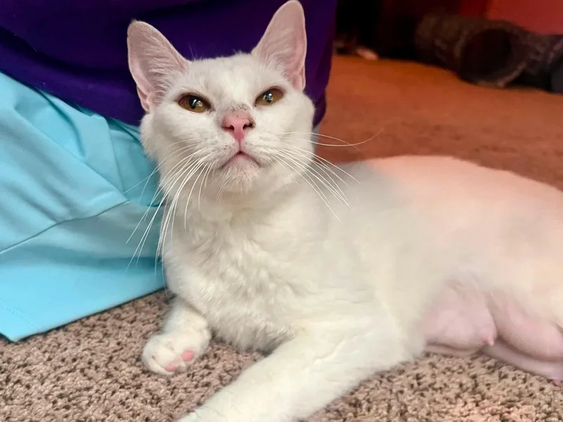 A young medium-sized female White American Shorthair cat named Eloise for adoption in Elkland, PA
