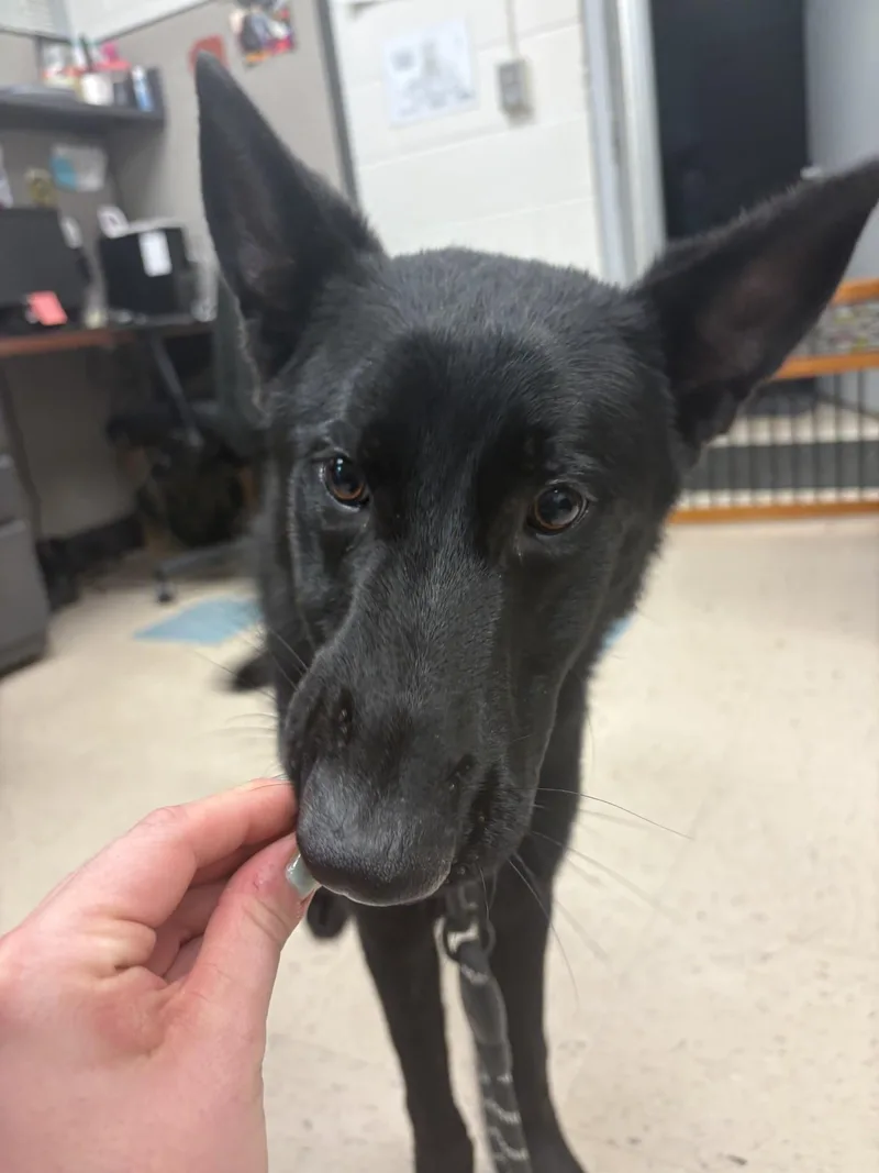 A young large-sized male Black German Shepherd Dog dog named Scotty for adoption in Ashland, VA
