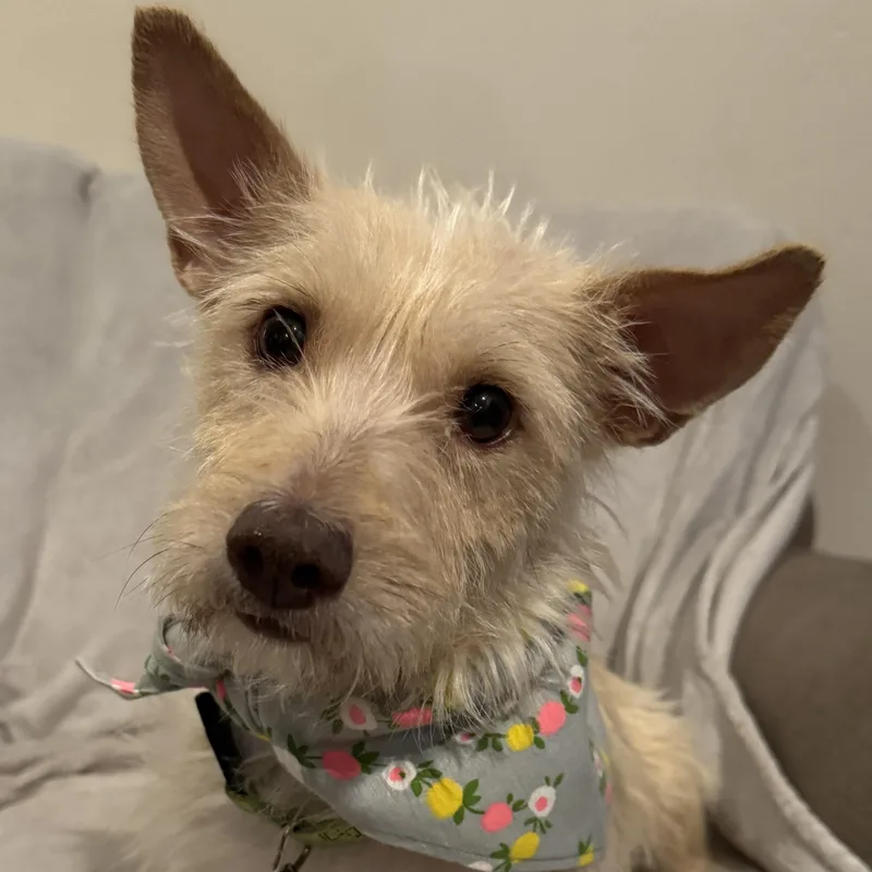 An adult small-sized female Terrier dog named Mama Rosario for adoption in San Diego, CA