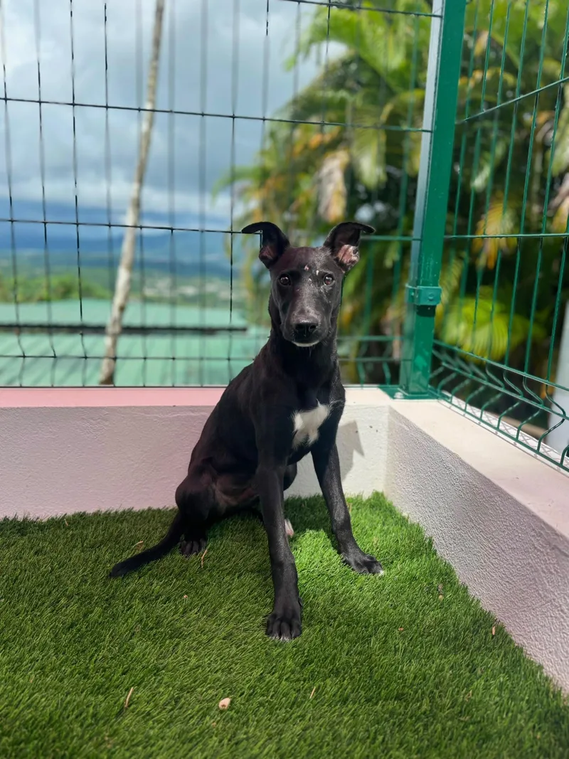 A baby medium-sized male Mixed Breed dog named Dante for adoption in Brooklyn, NY