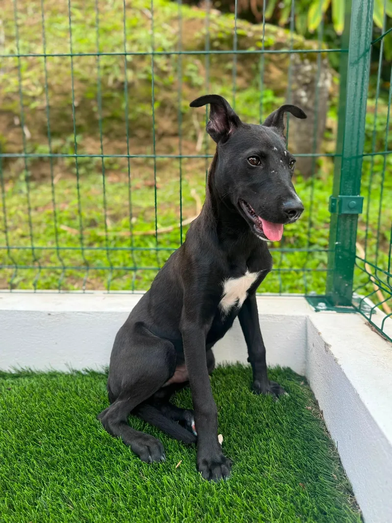 Dante thumbnail 4