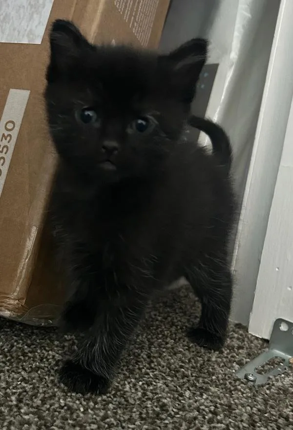 A baby small-sized male Domestic Short Hair cat named Sego Lily for adoption in Salt Lake City, UT