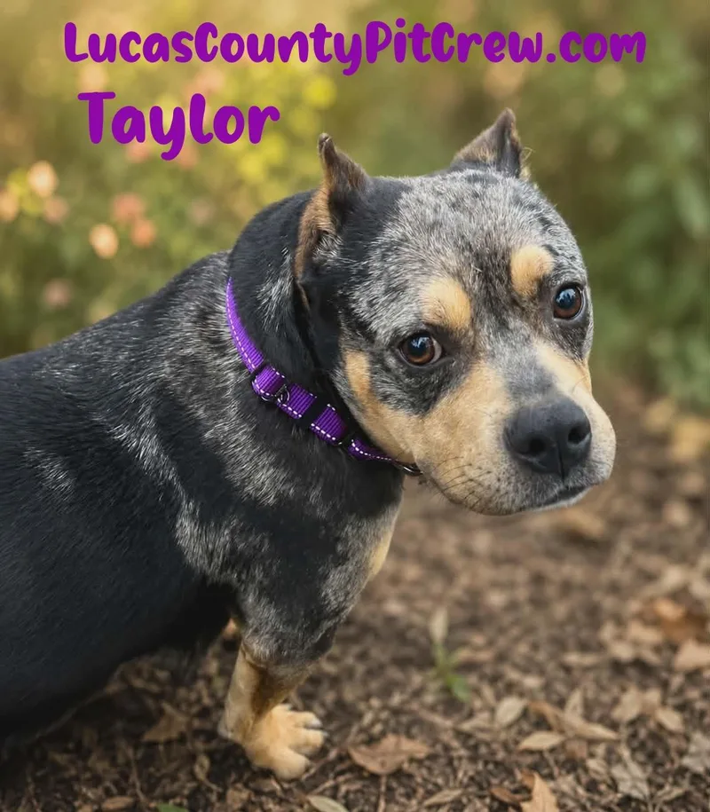 A young large-sized female Merle (Blue) American Bully dog named Taylor for adoption in Toledo, OH