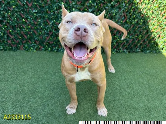 A young large-sized male Mixed Breed dog named Copper for adoption in West Palm Beach, FL