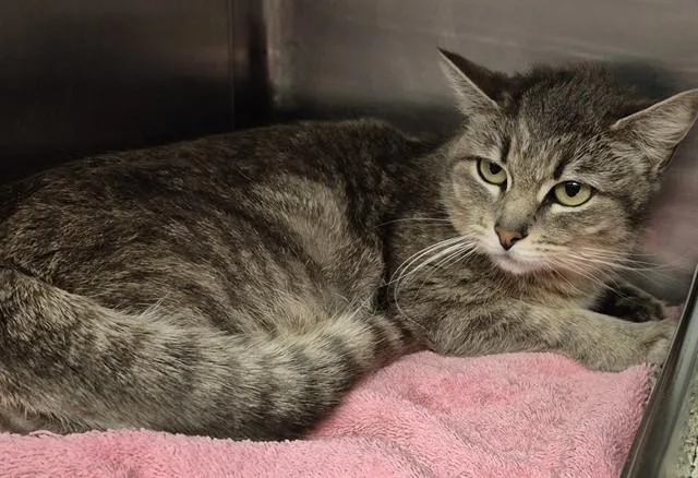 A young medium-sized female Domestic Short Hair cat named Maia for adoption in Decatur, IL