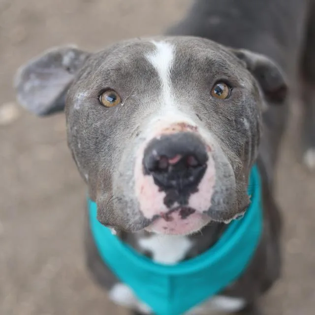 An adult medium-sized male American Staffordshire Terrier dog named Crow for adoption in San Antonio, TX