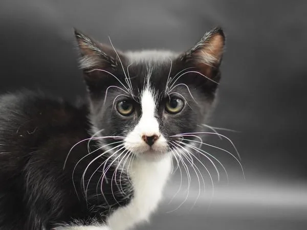 A baby small-sized male Domestic Short Hair cat named Miki for adoption in Portland, OR