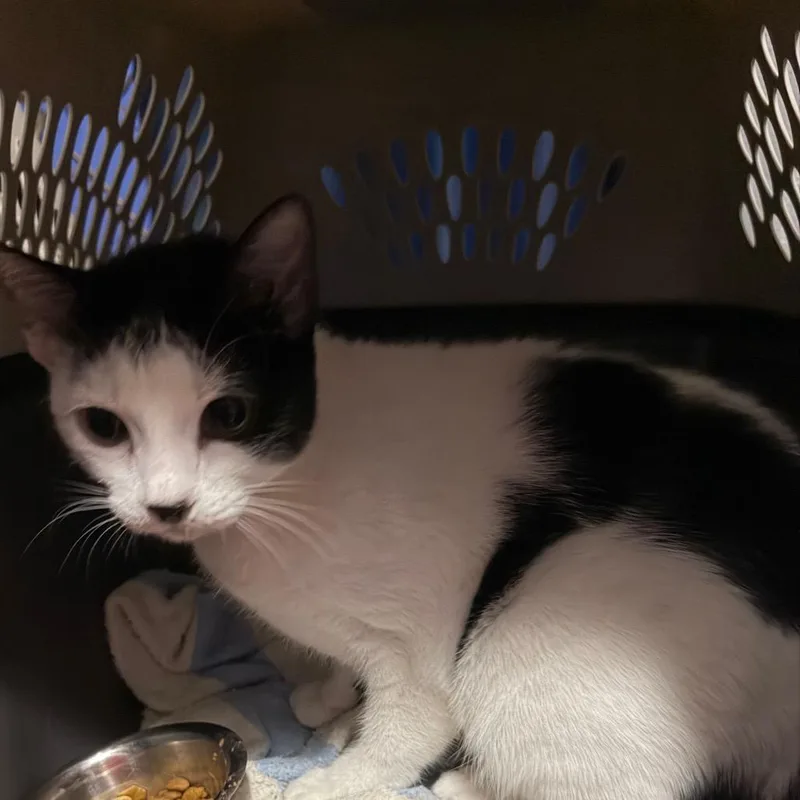 A young medium-sized female Black & White / Tuxedo Domestic Short Hair cat named Speed Limit for adoption in Fredericksburg, VA