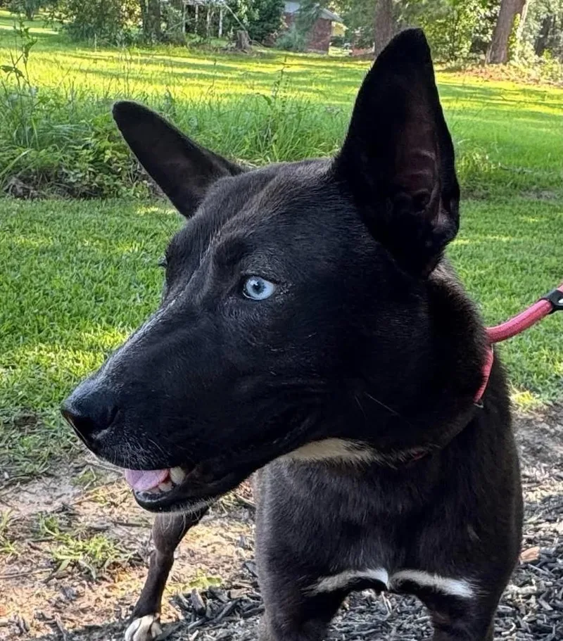 A young medium-sized female Tricolor (Brown, Black, & White) Australian Kelpie dog named Fire Keeper for adoption in Syracuse, NY