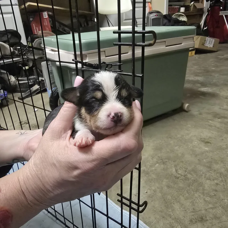 A baby small-sized female Tricolor (Brown, Black, & White) Chihuahua dog named Reba for adoption in Brentwood, CA