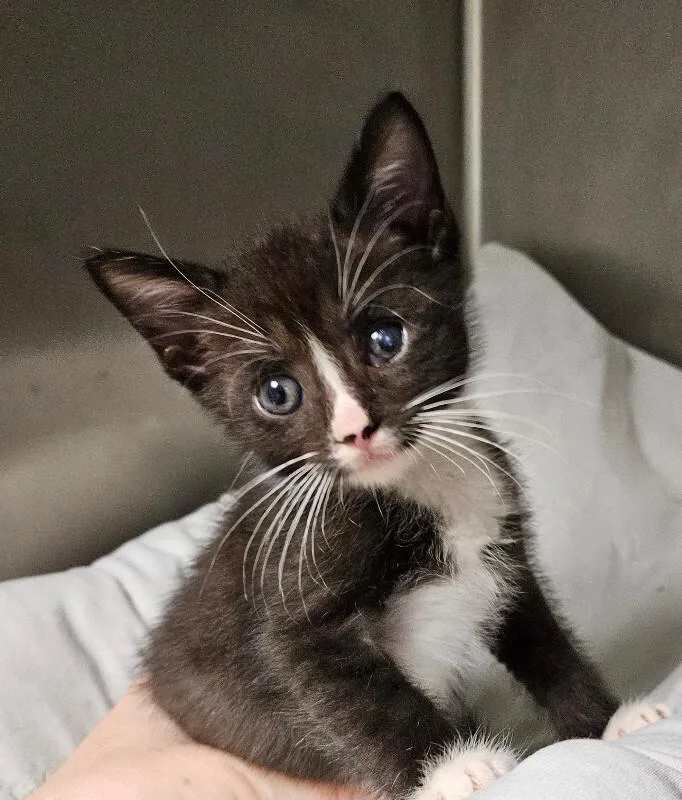 A young medium-sized male Black Domestic Short Hair cat named Frosty A.K.A Halitosis for adoption in Disputanta, VA