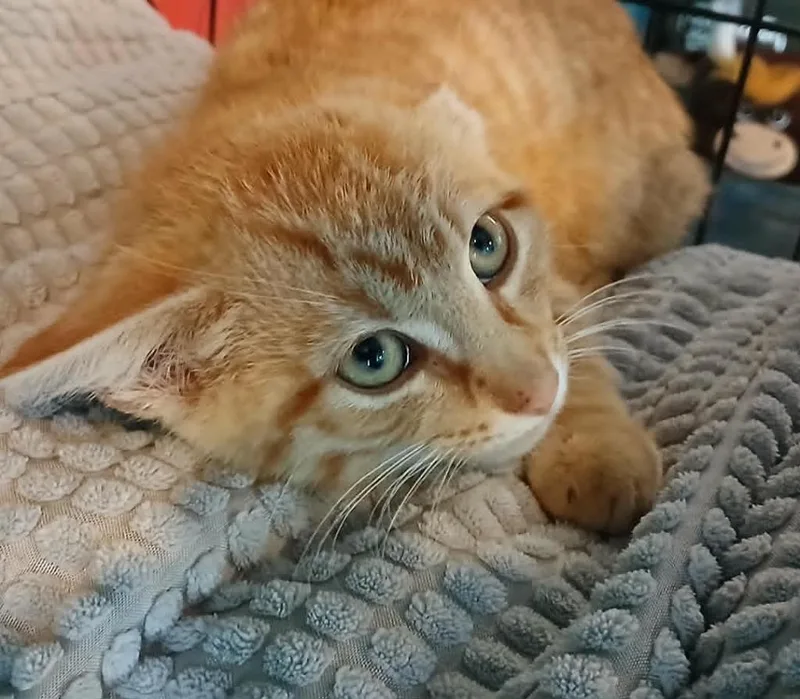 A baby small-sized male Domestic Short Hair cat named Hawkeye for adoption in Crocker, MO