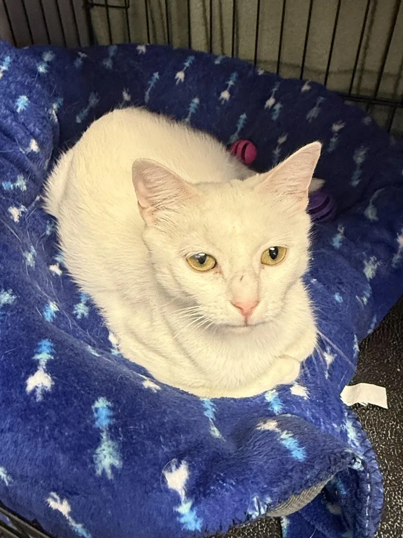 A young medium-sized female White Domestic Short Hair cat named Magnolia for adoption in Hamburg, NY