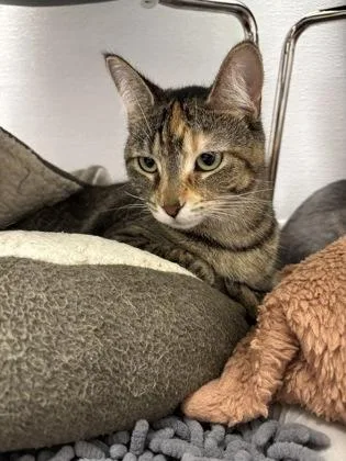 A baby small-sized female Domestic Short Hair cat named Smudge for adoption in Fishers, IN