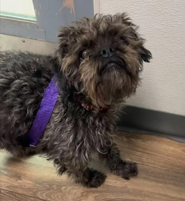 An adult small-sized female Terrier dog named Beauty for adoption in San Diego, CA