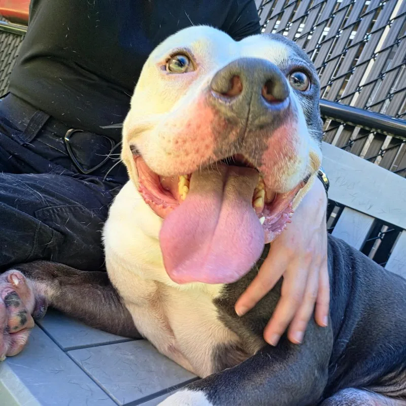 An adult large-sized male Gray / Blue / Silver Pit Bull Terrier dog named Ghost for adoption in Greensboro, NC