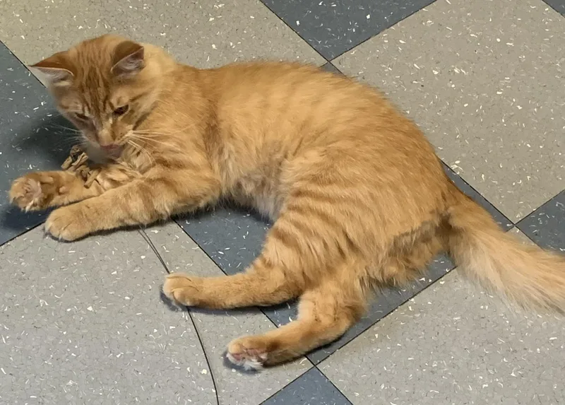 A young medium-sized male Tabby (Orange / Red) Domestic Long Hair cat named Peanut for adoption in Chicago, IL