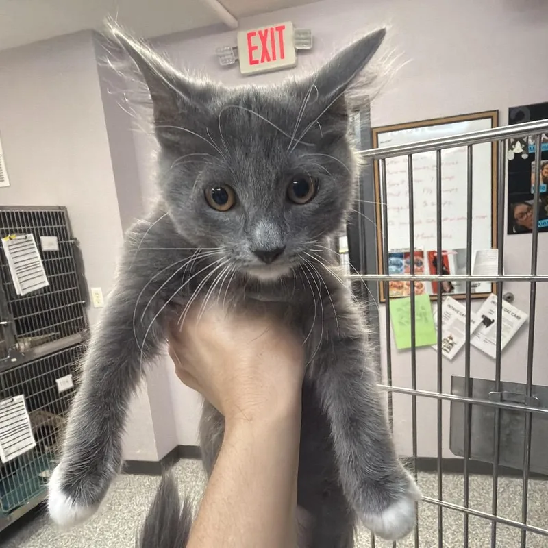 A baby small-sized male Gray / Blue / Silver Domestic Short Hair cat named Fluffy for adoption in Port Charlotte, FL