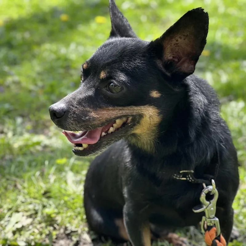 An adult small-sized male Black Mixed Breed dog named Jaque for adoption in Hinsdale, IL