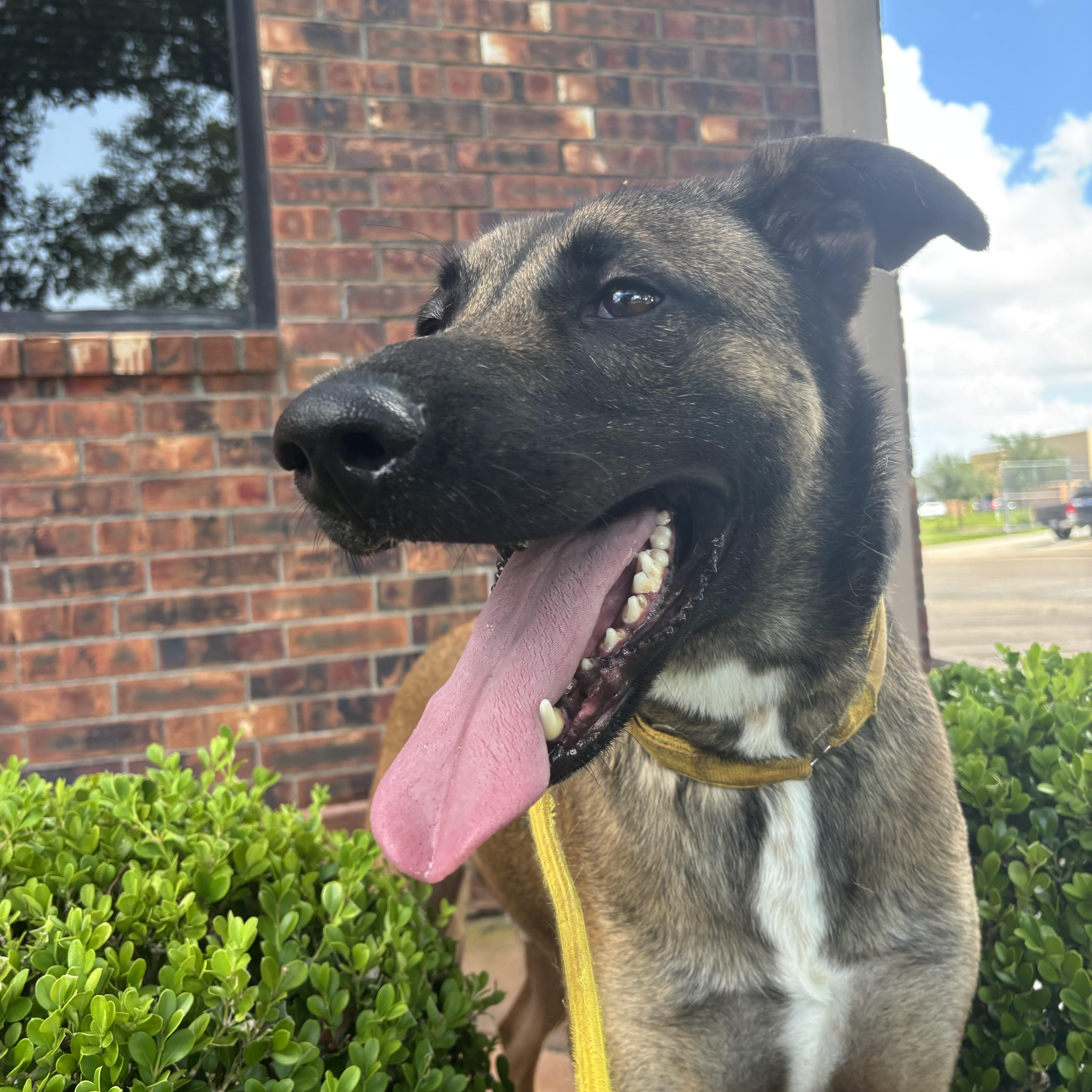 An adult large-sized male Belgian Shepherd / Laekenois dog named Raider for adoption in Pearland, TX