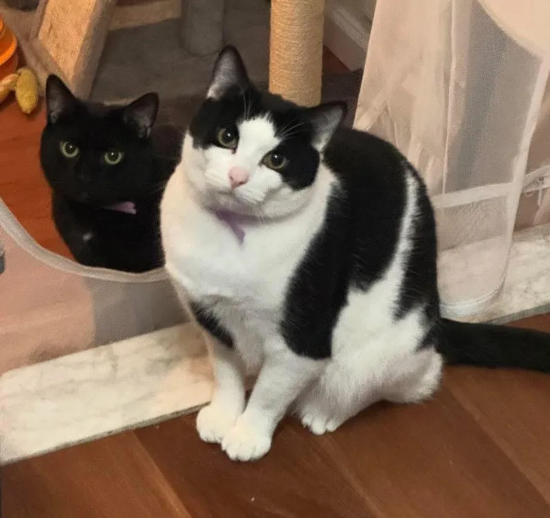 An adult large-sized male Black Domestic Short Hair cat named Jax & Venus for adoption in Staten Island, NY